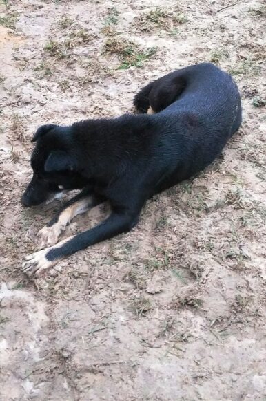 Ảnh chó mực nằm dưới đất