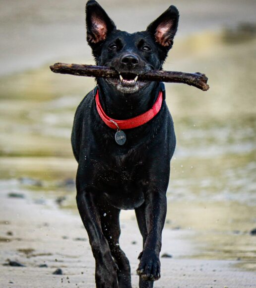 Ảnh chó mực ngậm que gỗ