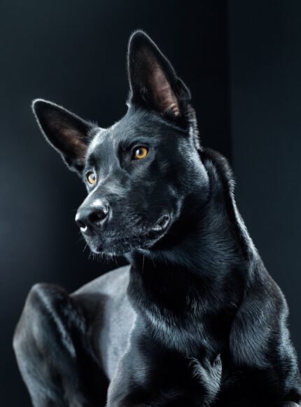 Ảnh chó mực siêu ngầu