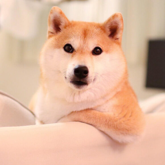 Ảnh chú chó Shiba