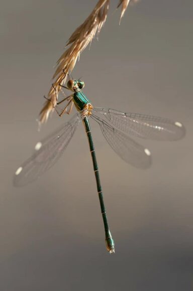 Ảnh con chuồn chuồn đậu nhành lúa