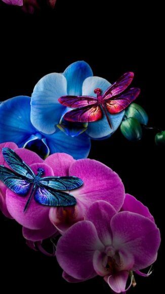 Ảnh con chuồn chuồn màu xanh và hồng