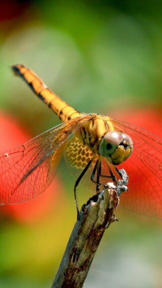 Ảnh con chuồn chuồn thân vàng