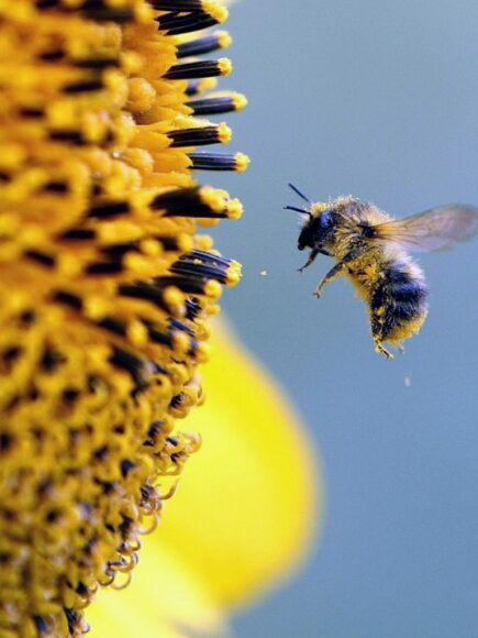 Ảnh con ong bay đến hoa