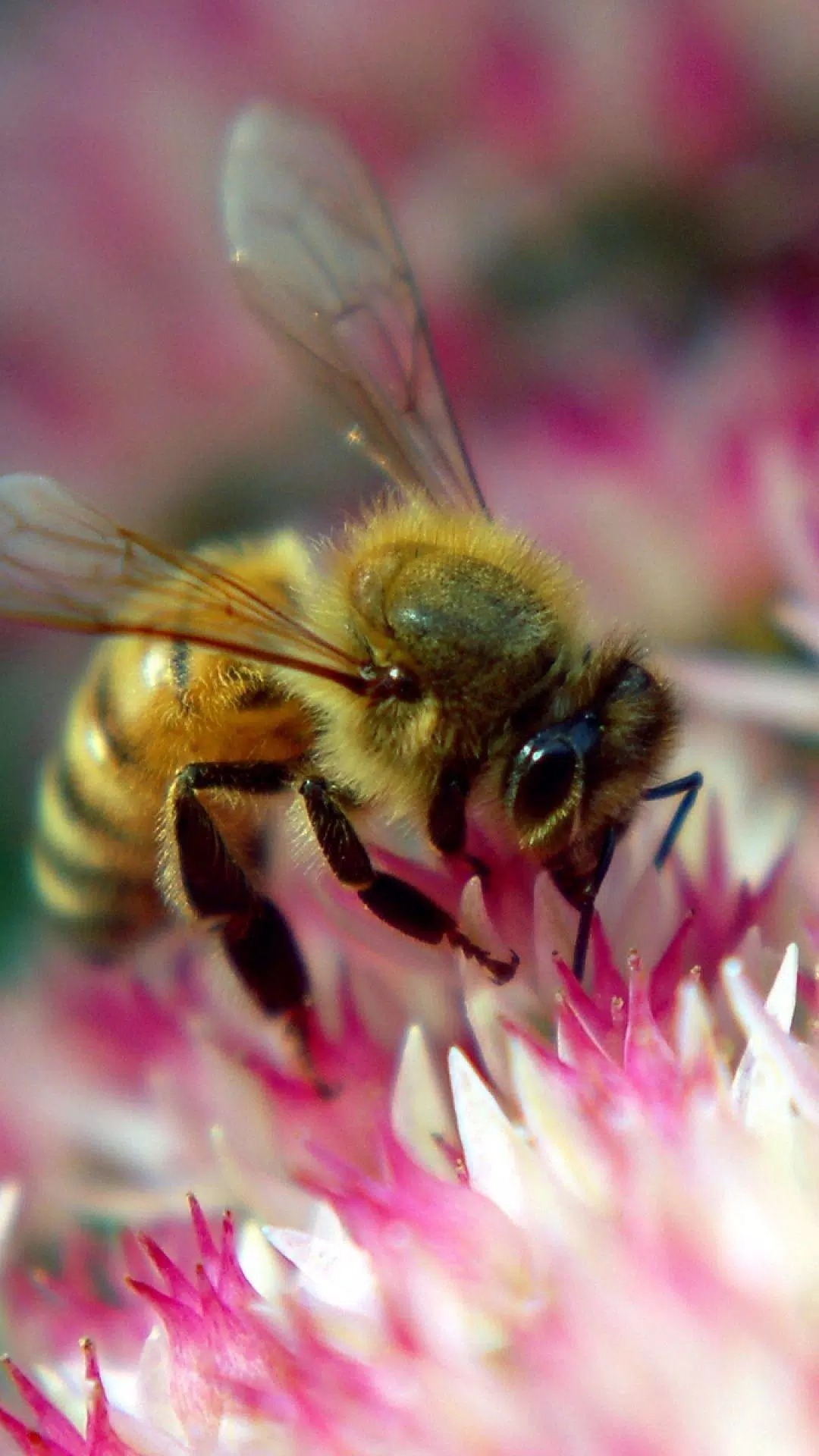 Hình ảnh con ong vàng tuyệt đẹp