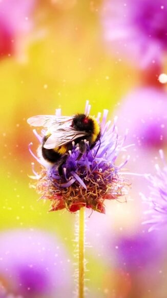 Ảnh con ong đẹp nhất