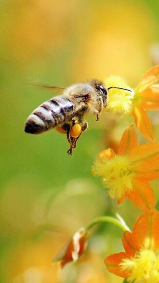 Ảnh con ong đi hút mật hoa