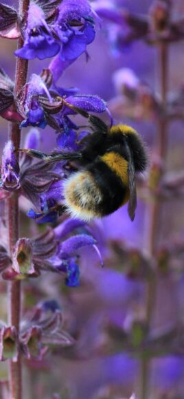 Ảnh con ong hút mật