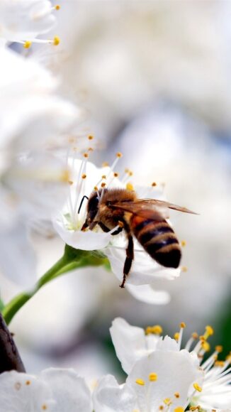 Ảnh con ong hút mật hoa