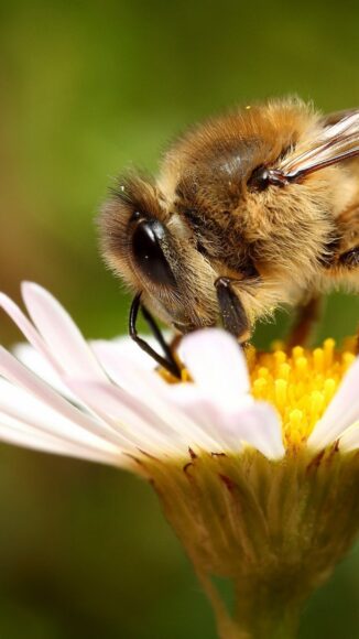 Ảnh con ong màu nâu