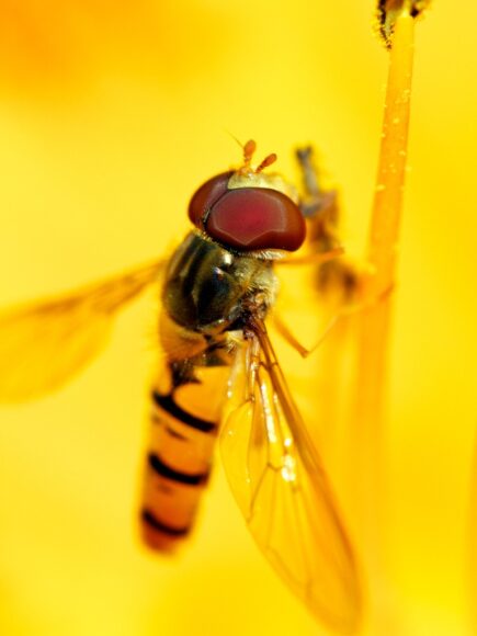 Ảnh con ong màu vàng