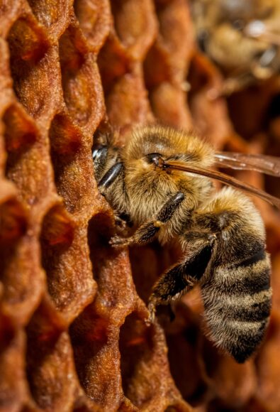 Ảnh con ong trong tổ