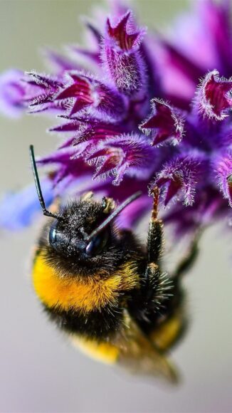 Ảnh con ong và hoa màu tím