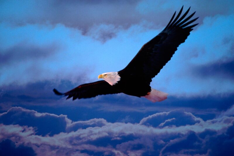 Ảnh đại bàng rõ nét