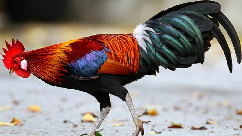 Ảnh gà trống đang ăn