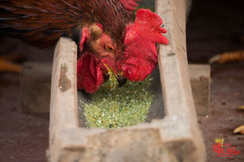Ảnh gà trống đang ăn cám