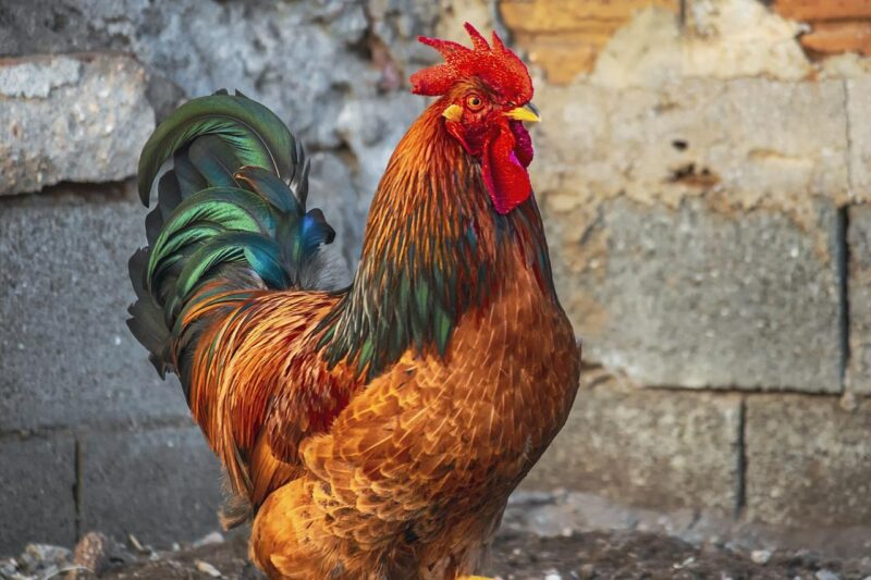 Ảnh gà trống màu lông đẹp