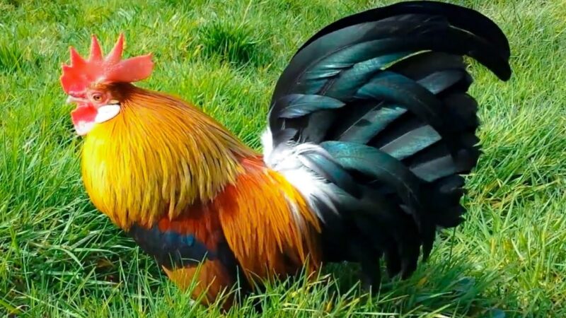 Ảnh gà trống nằm trên cỏ