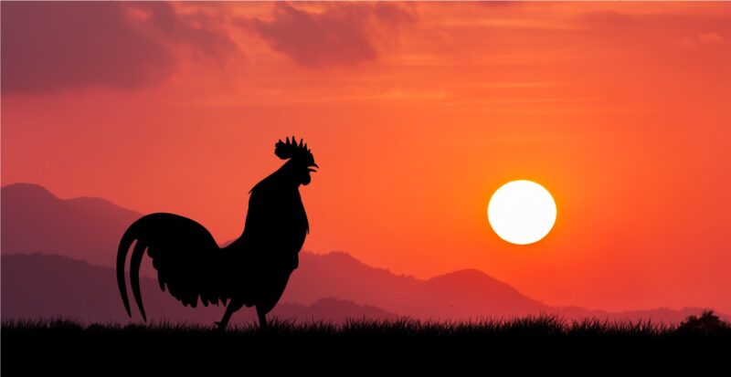 Ảnh gà trống nghệ thuật