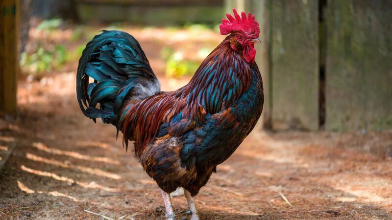 Ảnh gà trống rõ nét