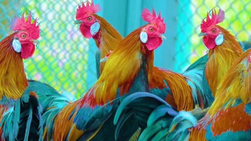 Ảnh gà trống trong chuồng