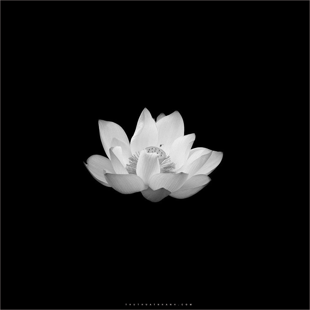 Chi tiết rộng lớn 54 về hình hoa sen White tiên tiến nhất - cdgdbentre.edu.vn