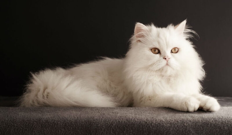 Ảnh mèo Anh lông dài màu trắng