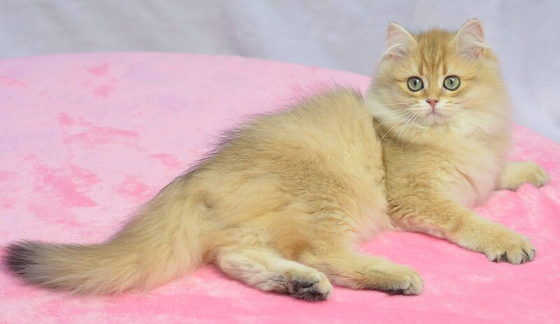Ảnh mèo Anh lông dài màu vàng