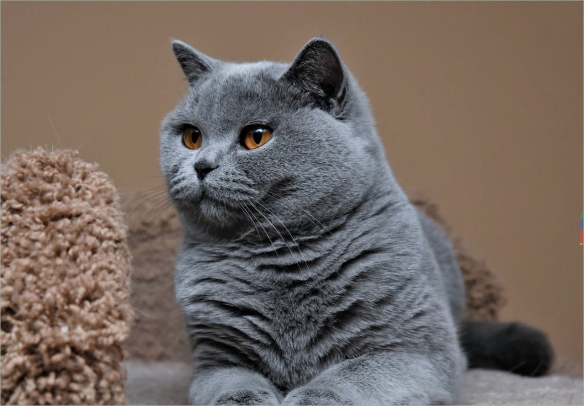 Британская. Британская короткошёрстная кошка. Британская короткошёрстная кошка голубая. Британский короткошерстный кот серый. Голубой британец кот.
