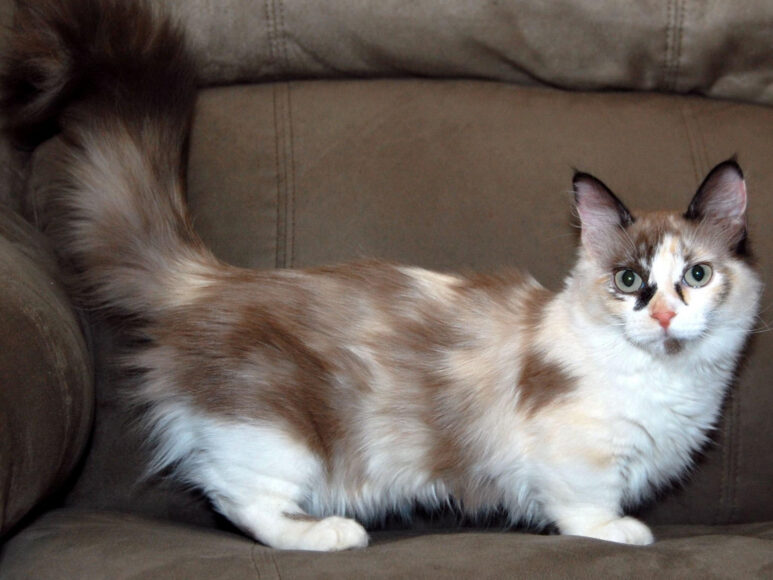 Ảnh mèo Munchkin lai mèo Anh lông dài