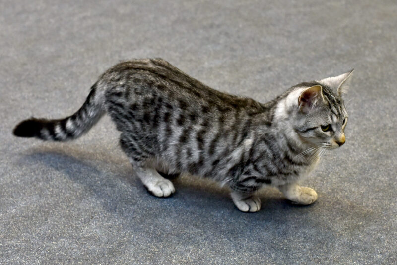 Ảnh mèo Munchkin tabby