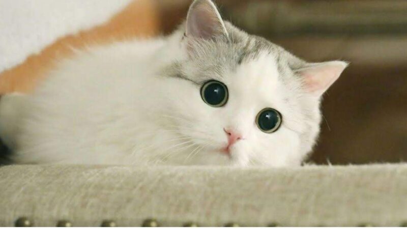 Ảnh mèo cute đáng yêu