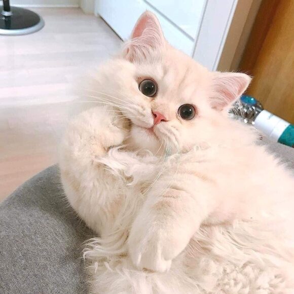 Ảnh mèo cute, đáng yêu