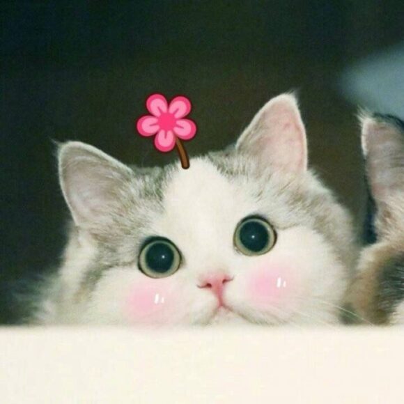 Ảnh mèo cute dễ thương