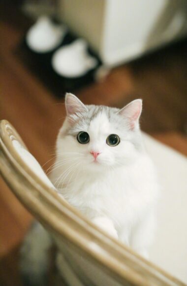 Ảnh mèo cute, đẹp nhất