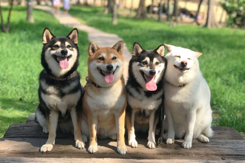 Ảnh những chú chó Shiba