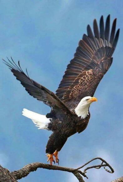 Hình ảnh Đại Bàng tung cánh