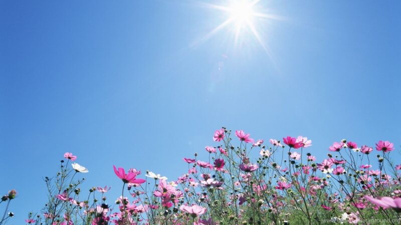 Hình ảnh bầu trời nắng đẹp và hoa