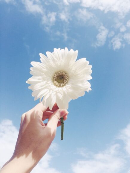 Hình ảnh bầu trời trong xanh đẹp và hoa