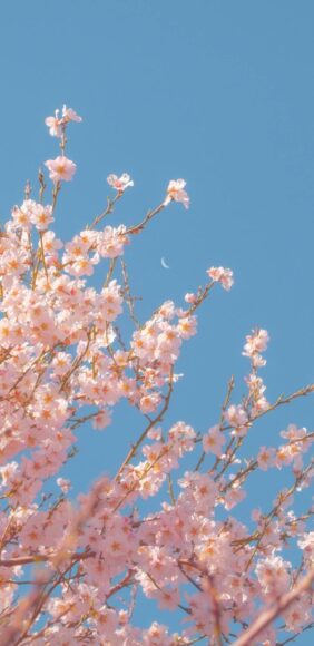 Hình ảnh bầu trời và hoa Đào