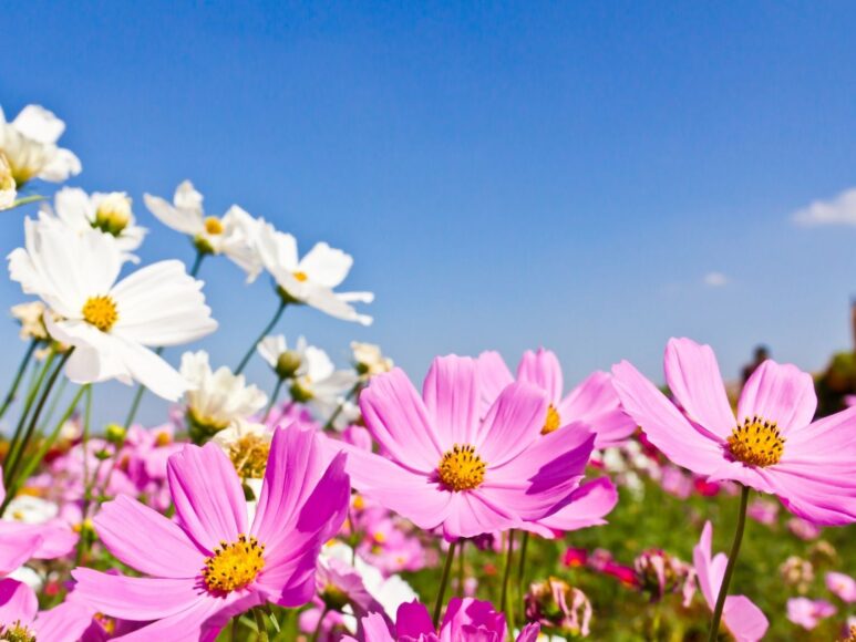 Hình ảnh bầu trời và hoa cánh bướm