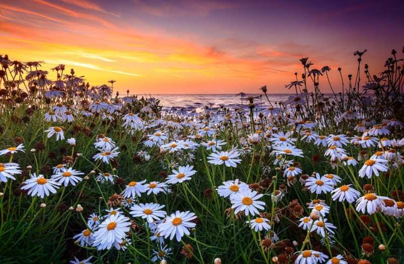 Hình ảnh bầu trời và hoa cảnh hoàng hôn