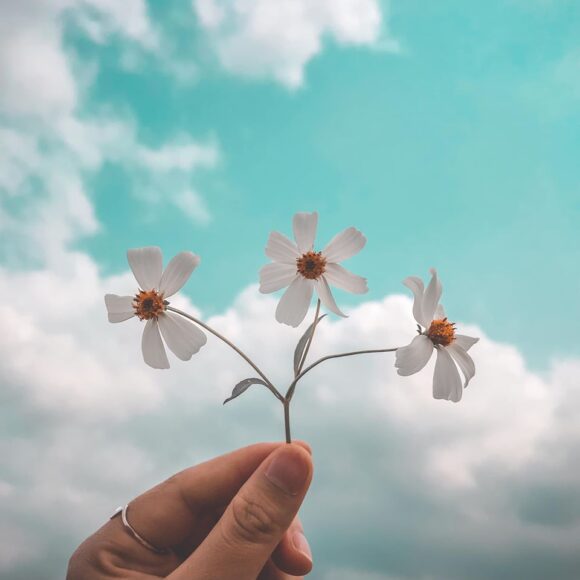 Hình ảnh bầu trời và hoa nhẹ nhàng