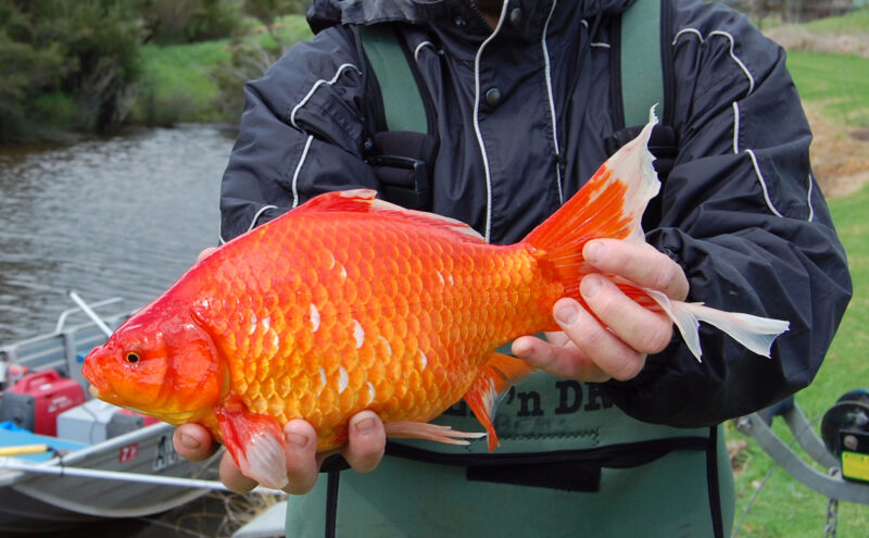 Hình ảnh cá chép vàng