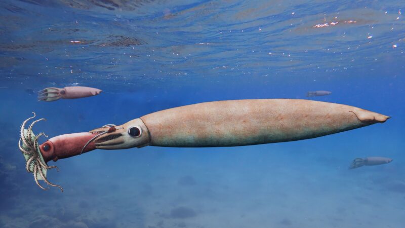 Hình ảnh cá mực lớn và nhỏ