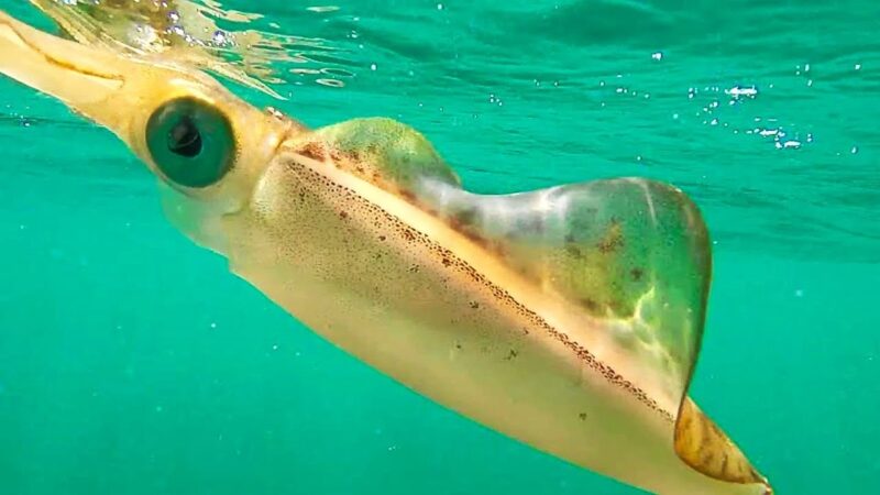 Hình ảnh cá mực màu vàng