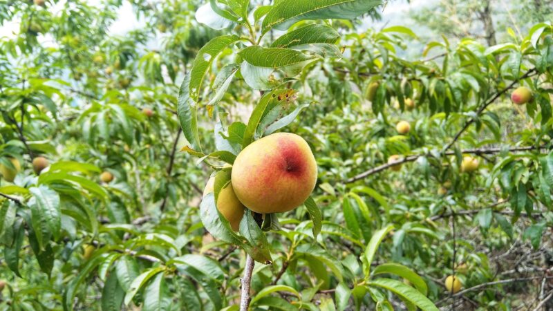 Hình ảnh cây đào ăn quả