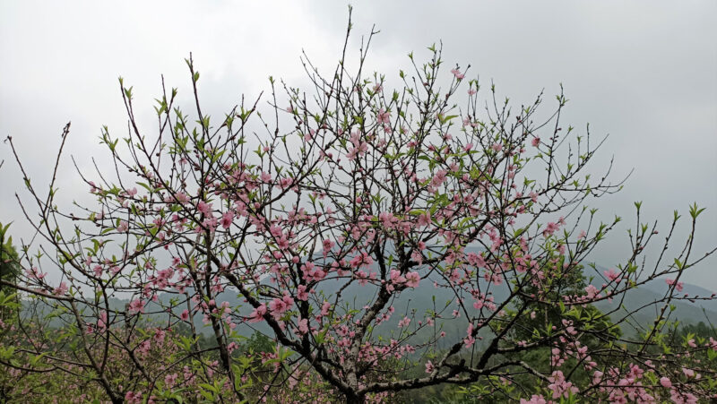 Hình ảnh cây đào phai