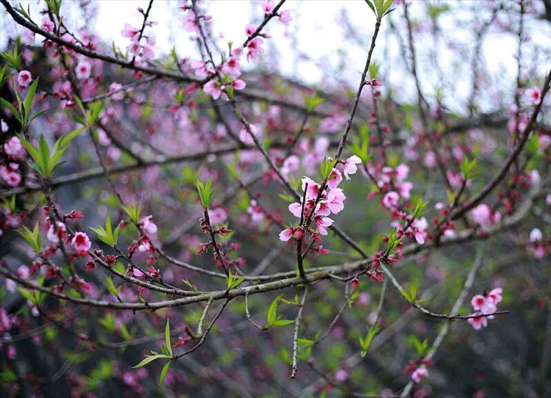 Hình ảnh cây đào rừng