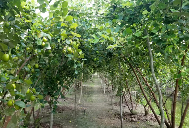 Hình anh cây táo xanh